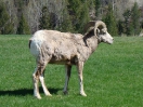 12-mei-Big Horn Sheep-Radium Hot Springs
